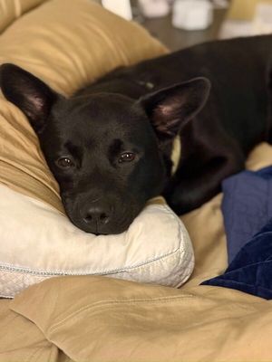 Jasper the friendly pup thumbnail 14