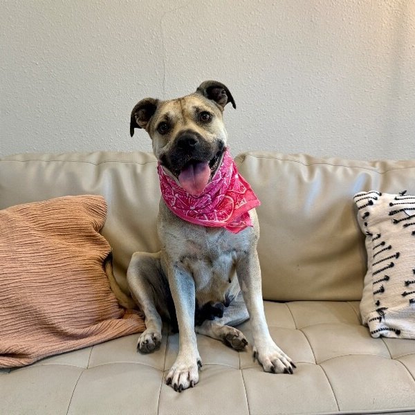 Madonna Sweet Star, a Boxer dog