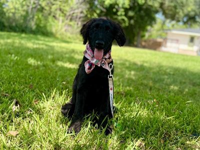 Lucy Lou Sprout thumbnail 17