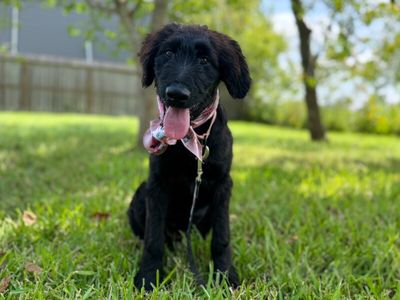 Lucy Lou Sprout thumbnail 14