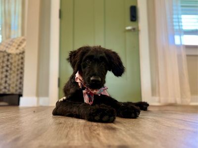 Lucy Lou Sprout thumbnail 4