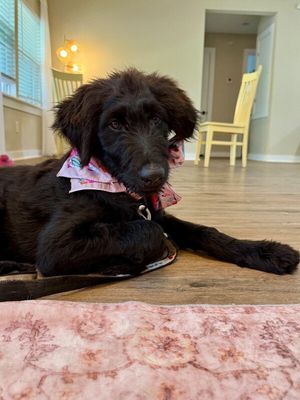 Lucy Lou Sprout thumbnail 18
