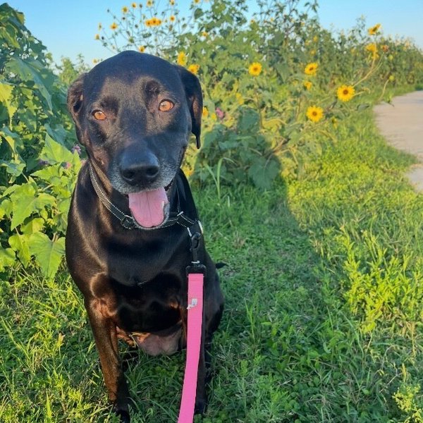 Gracie Soderstorm, a Black Labrador Retriever dog