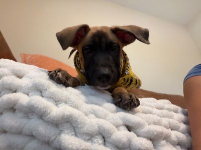 Koda Gallegos thumbnail 11