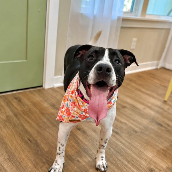 June Summer Makes You Smile, a American Pit Bull Terrier dog