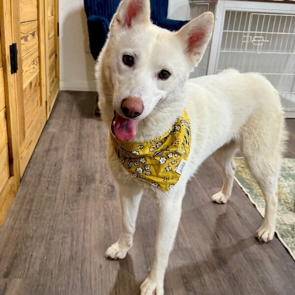 Mikki Heartstring, a Husky dog