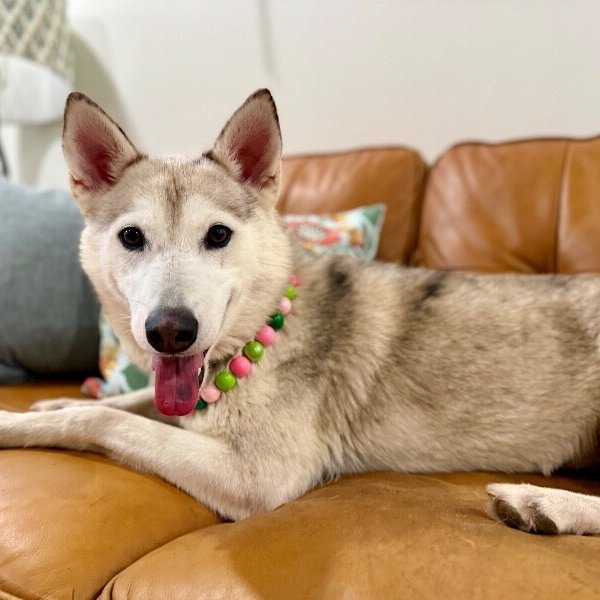 Mallory Lovestrong, a Husky dog