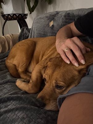 Butch the Easy Golden Boy thumbnail 6