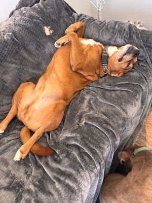 Butch the Easy Golden Boy thumbnail 14