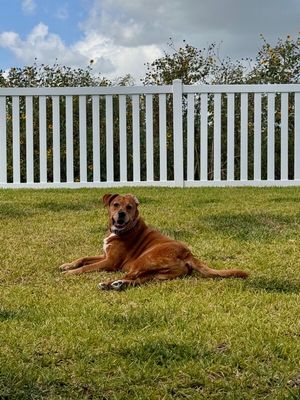 Butch the Easy Golden Boy thumbnail 17