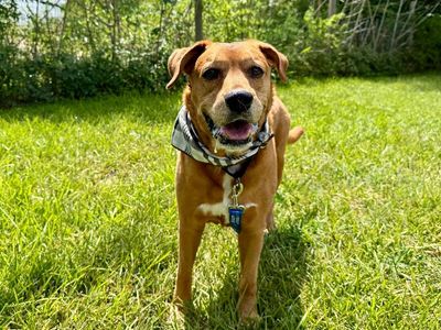 Butch the Easy Golden Boy thumbnail 19