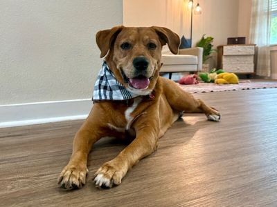Butch the Easy Golden Boy thumbnail 1
