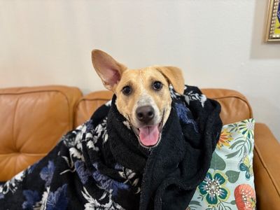 Nala Noodle thumbnail 3