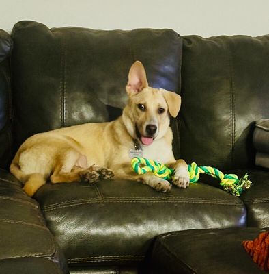 Nala Noodle thumbnail 10