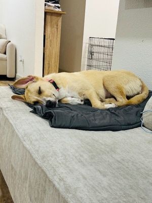 Nala Noodle thumbnail 5