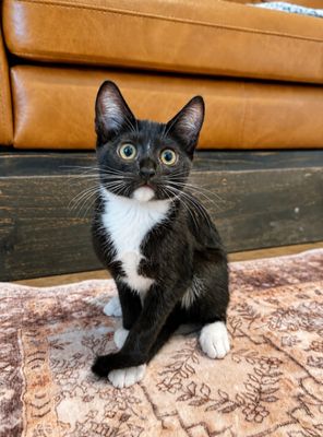 Finn Bay Tuxedo Cutie thumbnail 15
