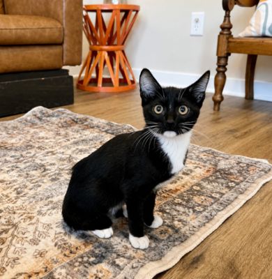 Finn Bay Tuxedo Cutie thumbnail 18