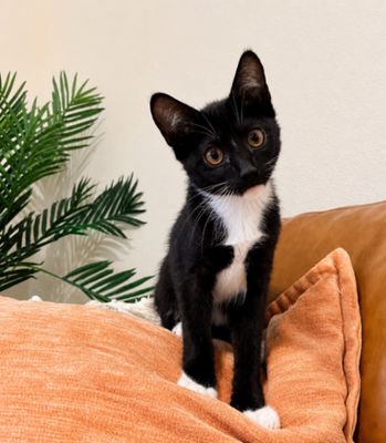 Finn Bay Tuxedo Cutie thumbnail 17