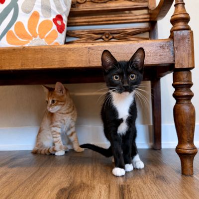 Finn Bay Tuxedo Cutie thumbnail 12