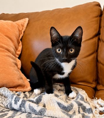 Finn Bay Tuxedo Cutie thumbnail 13