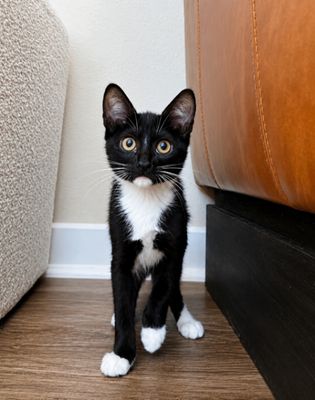 Finn Bay Tuxedo Cutie thumbnail 6