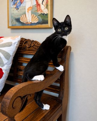 Finn Bay Tuxedo Cutie thumbnail 5