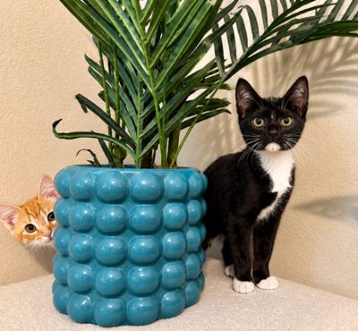 Finn Bay Tuxedo Cutie thumbnail 4