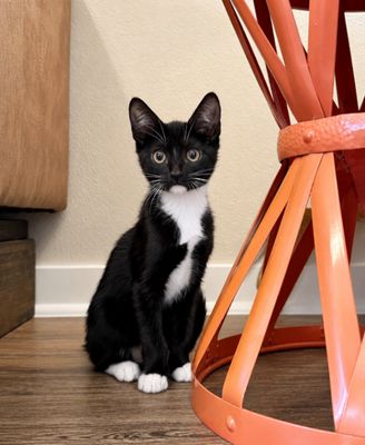 Finn Bay Tuxedo Cutie thumbnail 9