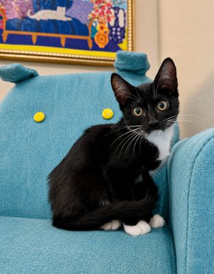Finn Bay Tuxedo Cutie thumbnail 10