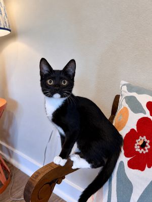 Finn Bay Tuxedo Cutie thumbnail 1