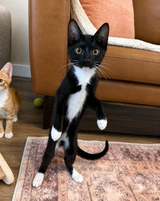 Finn Bay Tuxedo Cutie thumbnail 8