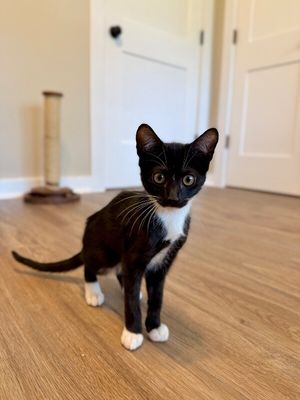 Finn Bay Tuxedo Cutie thumbnail 20