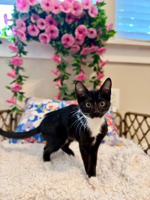 Finn Bay Tuxedo Cutie thumbnail 16