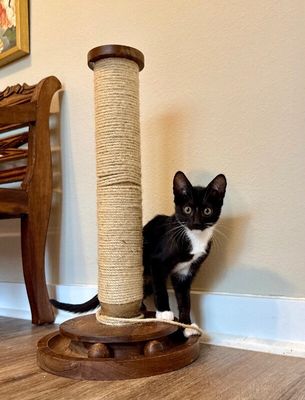 Finn Bay Tuxedo Cutie thumbnail 19