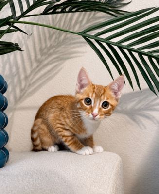 Triton Cove Lap Cat In Training thumbnail 5