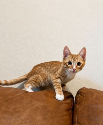 Triton Cove Lap Cat In Training thumbnail 9