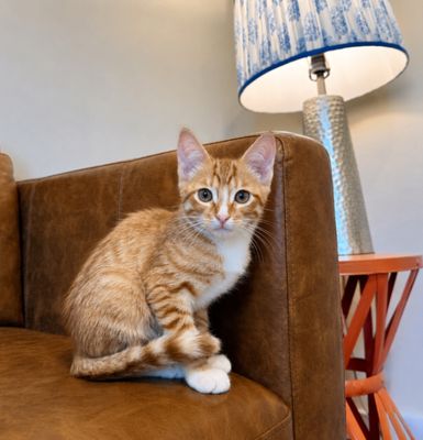 Triton Cove Lap Cat In Training thumbnail 7