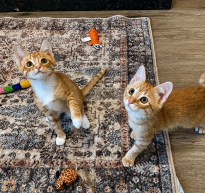 Triton Cove Lap Cat In Training thumbnail 10