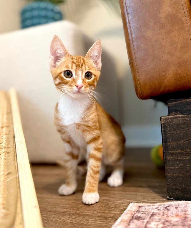 Triton Cove Lap Cat In Training - Photo 1