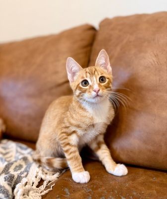 Triton Cove Lap Cat In Training thumbnail 11