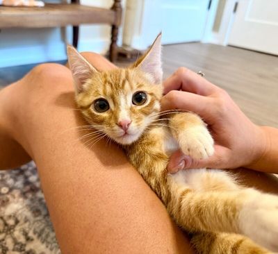 Triton Cove Lap Cat In Training thumbnail 4