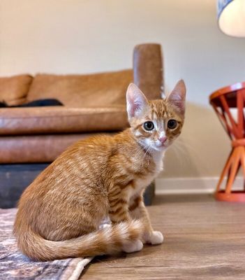 Triton Cove Lap Cat In Training thumbnail 3