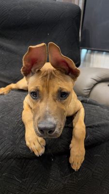 All Ears Atlas thumbnail 1