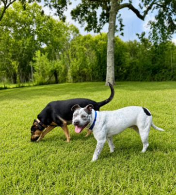Drax Darling the Spotted Kid Loving Sweetie thumbnail 8