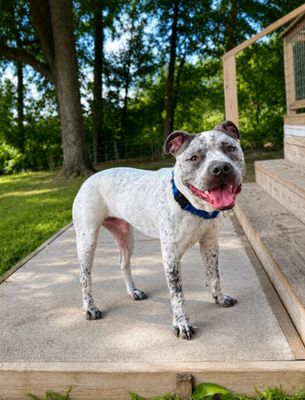 Drax Darling the Spotted Kid Loving Sweetie thumbnail 12