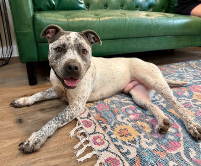 Drax Darling the Spotted Kid Loving Sweetie thumbnail 1