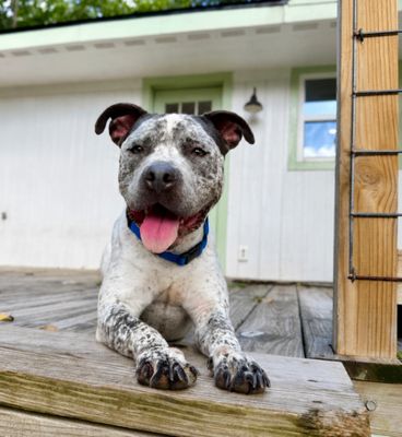 Drax Darling the Spotted Kid Loving Sweetie thumbnail 19