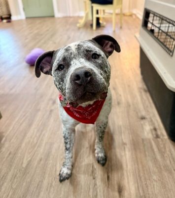 Drax Darling the Spotted Kid Loving Sweetie thumbnail 7
