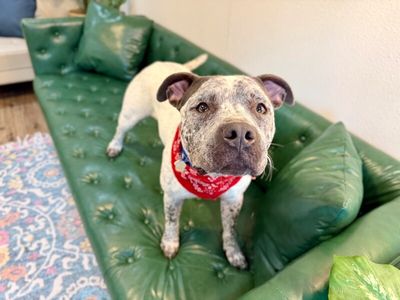 Drax Darling the Spotted Kid Loving Sweetie thumbnail 15