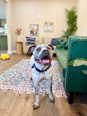 Drax Darling the Spotted Kid Loving Sweetie thumbnail 3